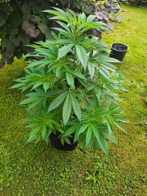 Traphouse Genetics - RS11. Week 5