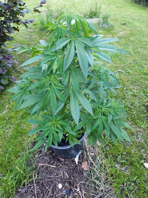 Traphouse Genetics - RS11. Week 5