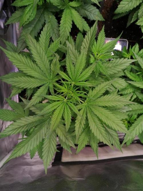 Banana Punch  Linda Seeds. Week 1