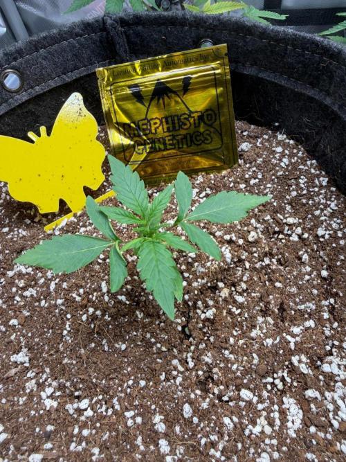 My first Autoflowers. Week 1 - Sundae Driver