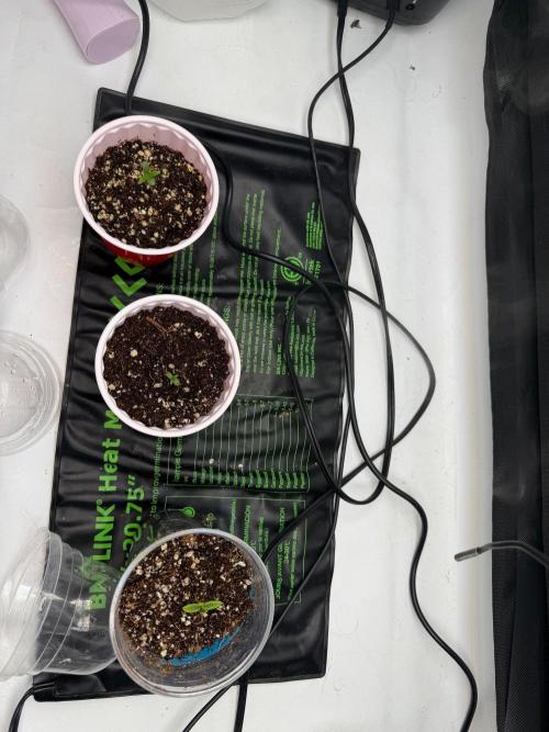 My first Autoflowers. Week 0