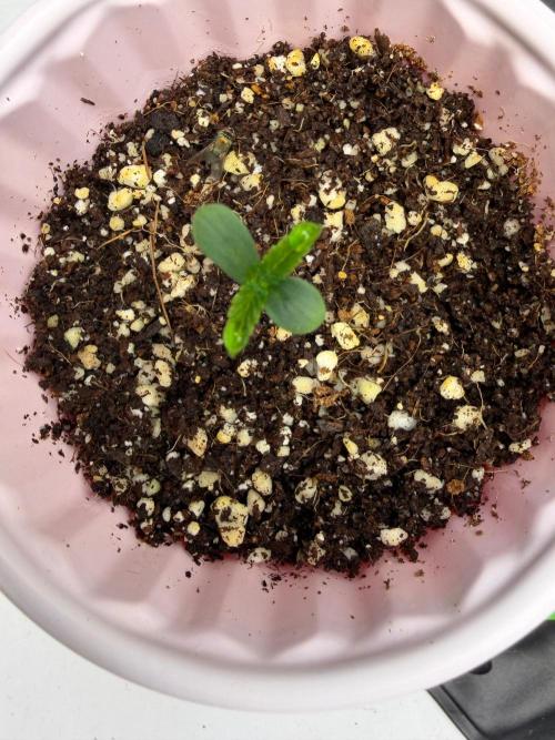 My first Autoflowers. Week 0 - 3-4 days later 