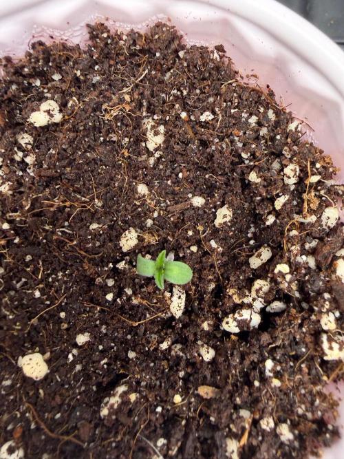My first Autoflowers. Week 0 - 3-4 days later 