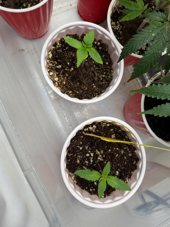 My first Autoflowers. Week 1 - 11 days after germination 