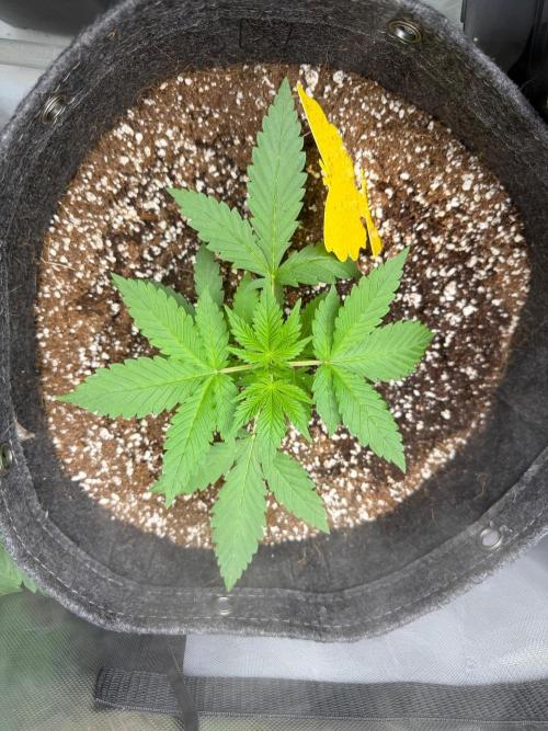 My first Autoflowers. Week 4 - Frostbanger Auto F4
By fastbuds 21 days from sprout 