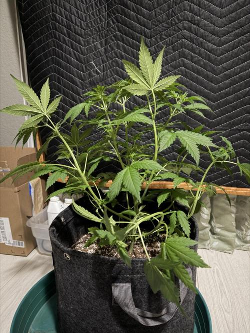 My first Autoflowers. Week 6 - Very happy with the stretch.