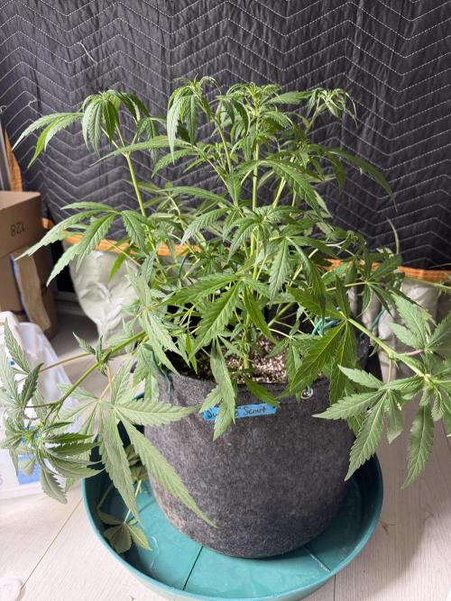 My first Autoflowers. Week 6 - Sundae scout day 36 from seed.  Beginning of week 7 