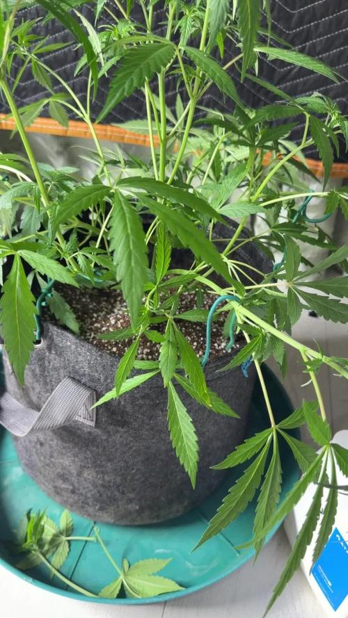 My first Autoflowers