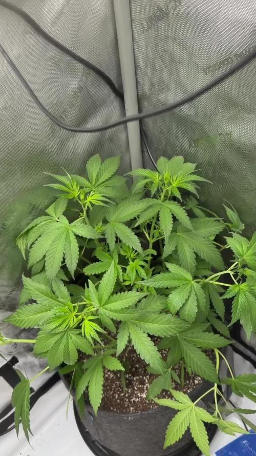 My first Autoflowers