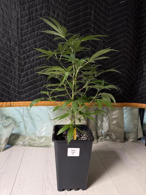 Fall Flavorz 2026. Week 5 - Orange Cream Pop 🍊🍨
Staying real short. Might throw her in later 
