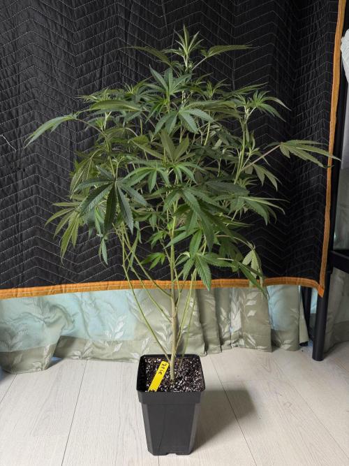 Fall Flavorz 2026. Week 5 - Z Pie clone from Green Dragon  🐉 dispennsary in Los Angeles 