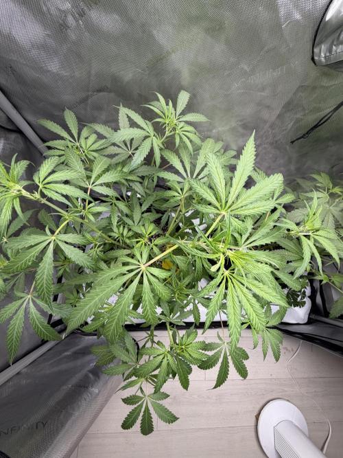 My first Autoflowers. Week 7 - Nice little canopy on this Sundae Scout by Mephisto 
🐷⛰️⚡️