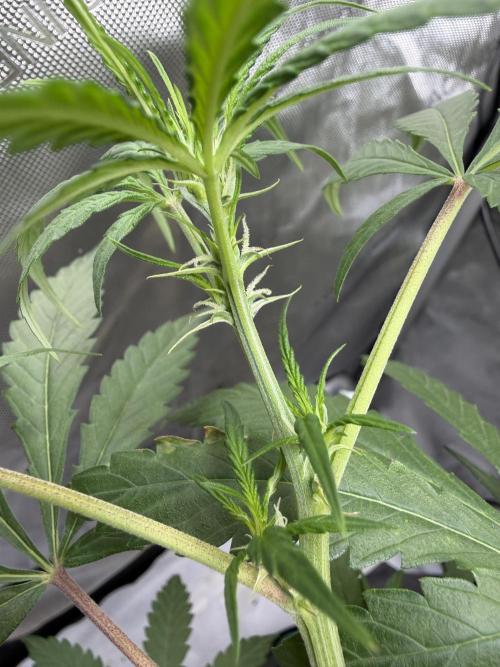 My first Autoflowers. Week 7 - Day 42 Pistils on this Sundae Scout by Mephisto
🐷⛰️⚡️