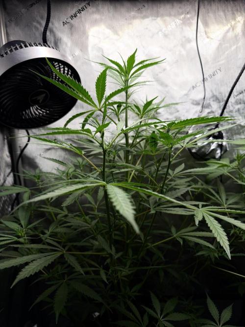 My first Autoflowers. Week 7 - Sundae Scout day 44
Mephisto Genetics 
⚡️🐷⛰️