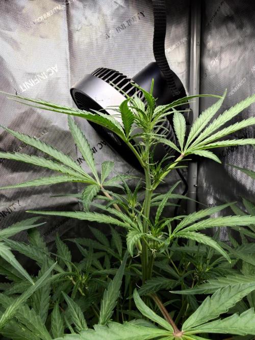 My first Autoflowers. Week 7 - Sundae Scout 
Mephisto Genetics
⚡️🐷⛰️