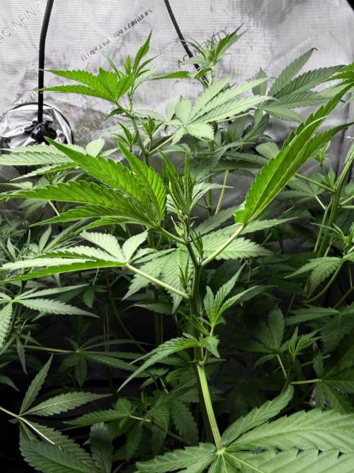 My first Autoflowers. Week 7 - Starting to see some pistils on this frost banger 