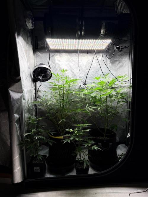My first Autoflowers. Week 7 - Left 
Mephisto genetics 
Sundae Scout d- 42

Right 
Fast buds 
Frostbanger d-38