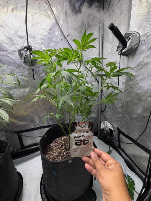 My first Autoflowers. Week 7