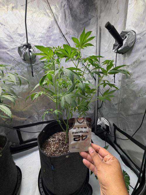 My first Autoflowers. Week 7