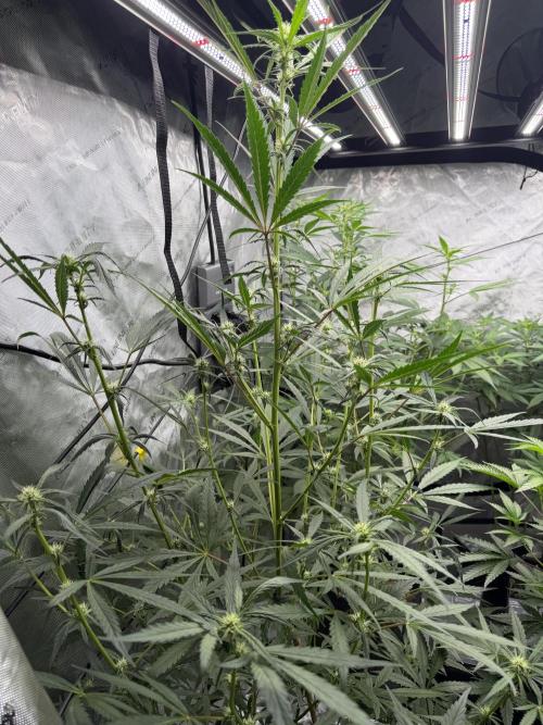 My first Autoflowers. Week 8 - Mephisto’ s Sundae Scout day 52 