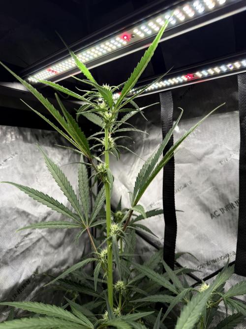 My first Autoflowers. Week 8 - Mephisto’ s Sundae Scout day 52 