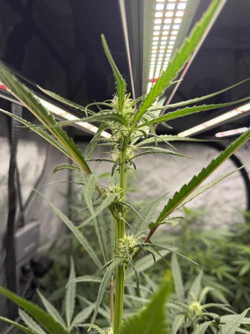 My first Autoflowers. Week 8 - Mephisto’ s Sundae Scout day 52 