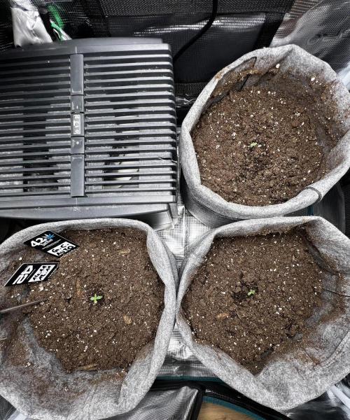 Gorilla Cookies. Week 0 - Day 1