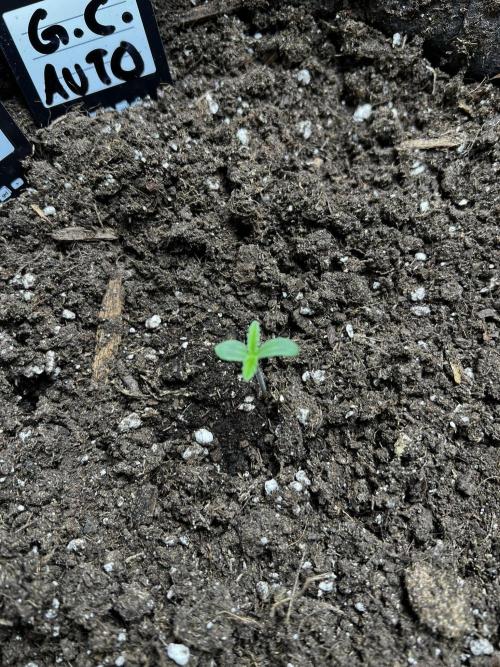 Gorilla Cookies. Week 1 - Day 2