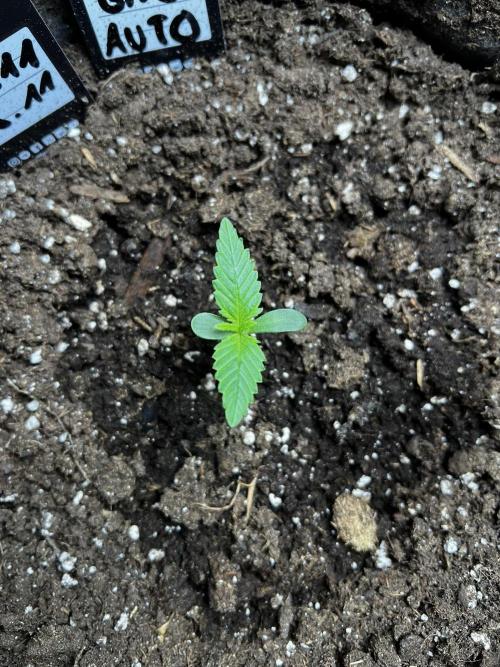 Gorilla Cookies. Week 1 - Day 5