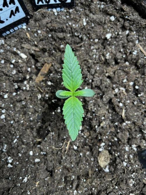 Gorilla Cookies. Week 1 - Day 6