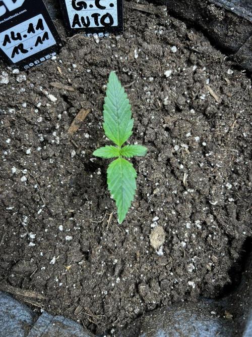 Gorilla Cookies. Week 1 - Day 7 