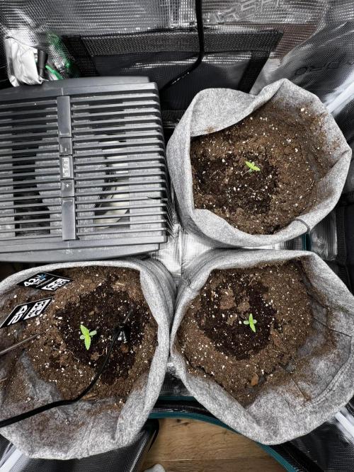 Gorilla Cookies. Week 1 - Day 4