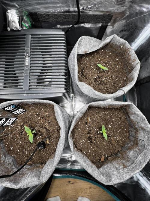 Gorilla Cookies. Week 1 - Day 6