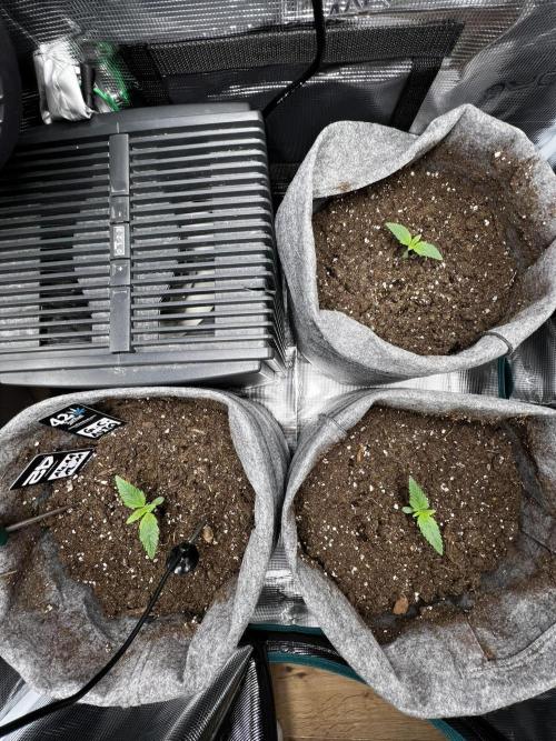 Gorilla Cookies. Week 1 - Day 7