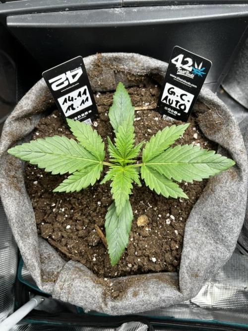 Gorilla Cookies. Week 2 - Day 13