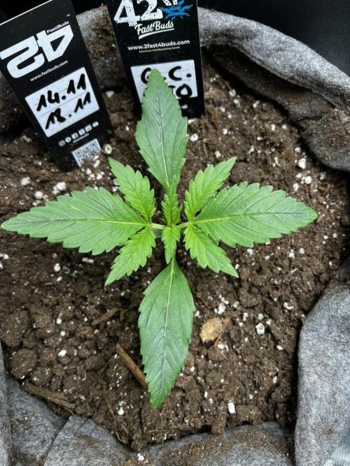 Gorilla Cookies. Week 2 - Day 11