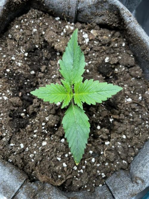 Gorilla Cookies. Week 2 - Day 10