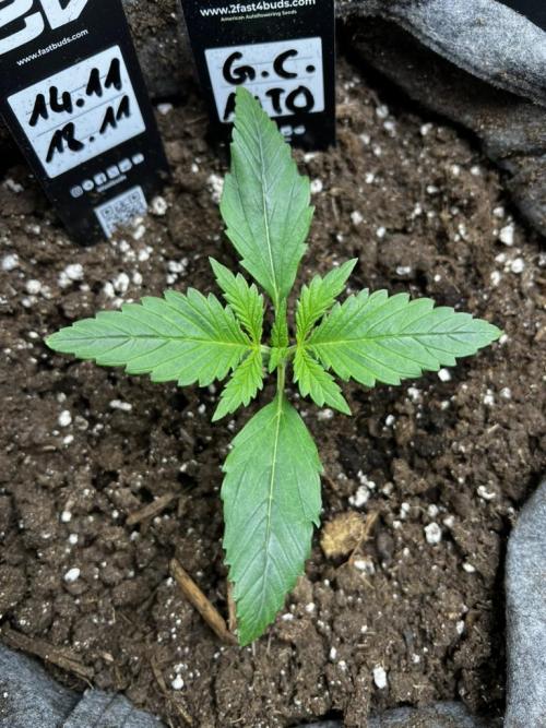 Gorilla Cookies. Week 2 - Day 10