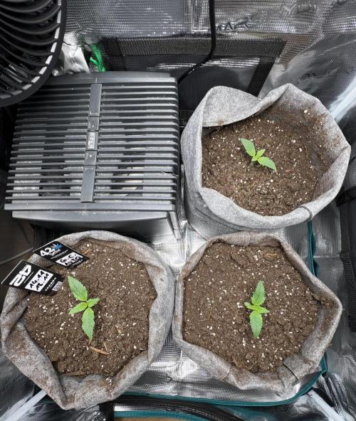 Gorilla Cookies. Week 2 - Day 8