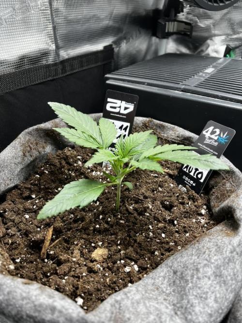 Gorilla Cookies. Week 2 - Day 13