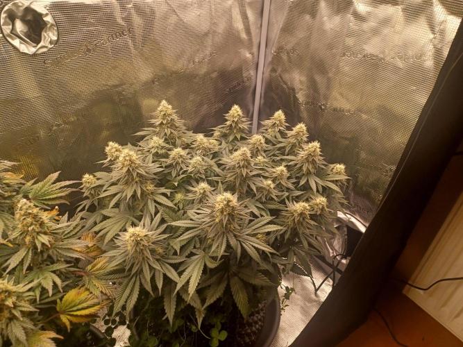 Big Banana. Week 10 - Green Gelatoo RQS