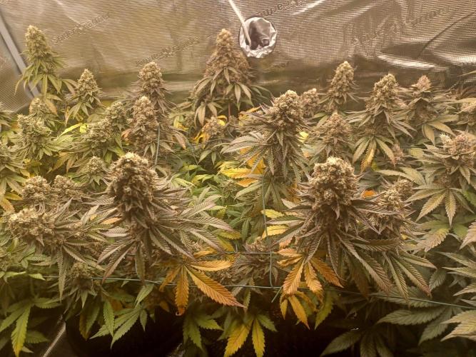 Big Banana. Week 10 - Big Banana 