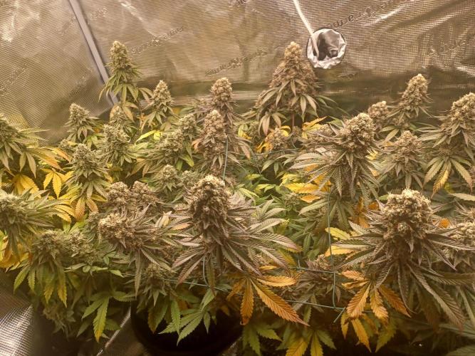 Big Banana. Week 10 - 2 x Big Banana 