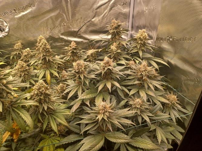 Big Banana. Week 10 - Green Gelato