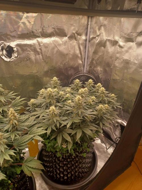 Big Banana. Week 10