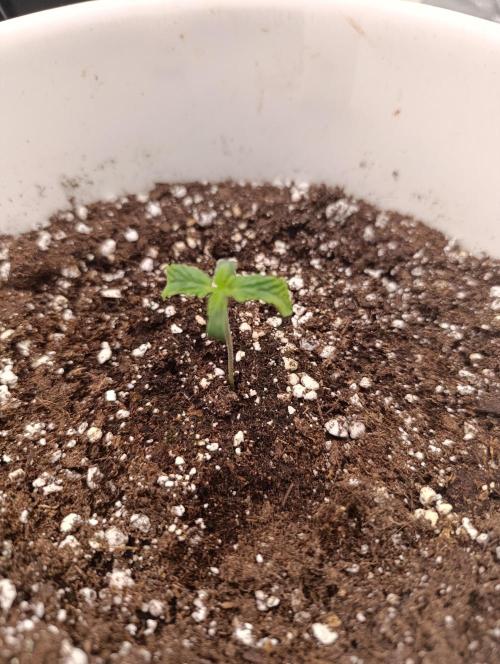 1.Pokus. Week 0 - Spicial queen#1