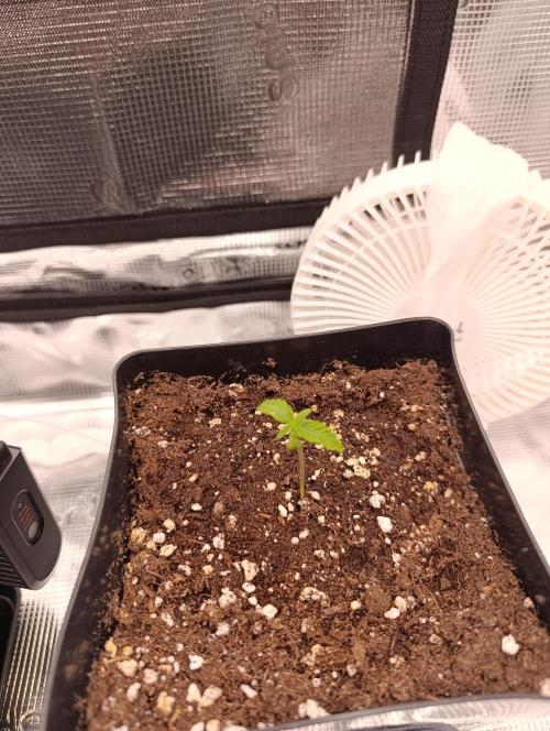 1.Pokus. Week 0 - Wedding cake