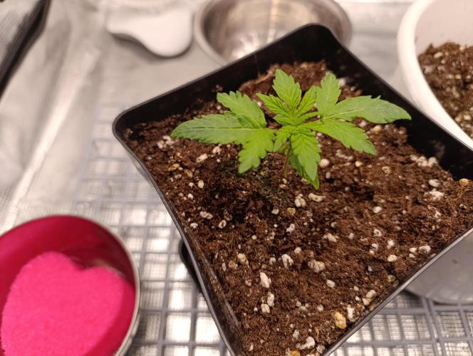 1.Pokus. Week 1 - Wedding cake 