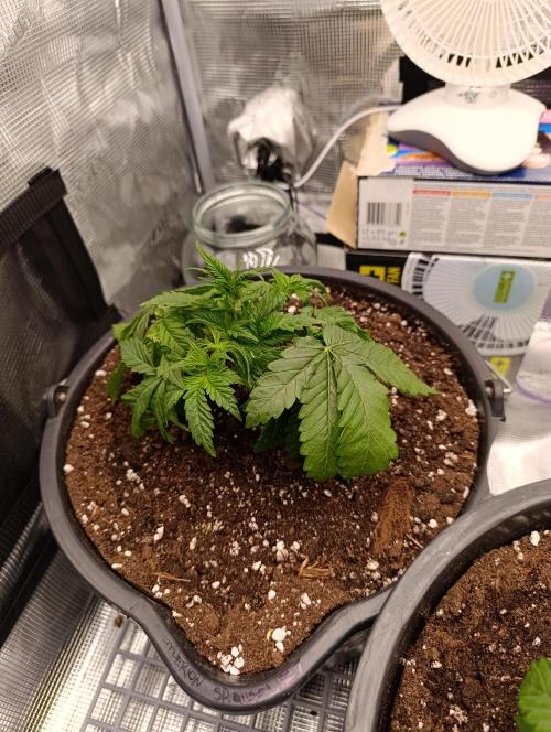 1.Pokus. Week 4