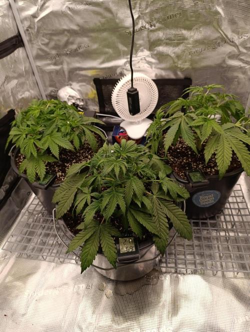 1.Pokus. Week 6